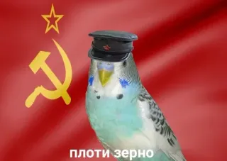 Папужки whatsapp stickers