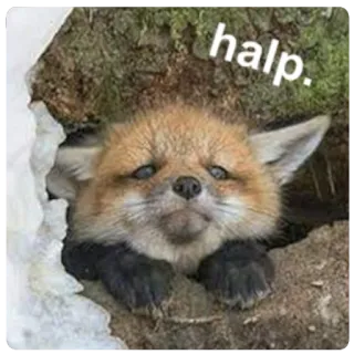 😖 halp. fox, animal, cute, help, distress, trapped telegram sticker