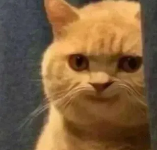 😾 кот, животное, питомец, мем, смешной, рыжий кот, смотрит whatsapp sticker