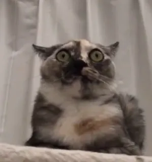 ☹️ cat, scared, funny, meme, animal, feline, surprised, shocked telegram sticker