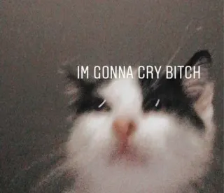 😿 IM GONNA CRY BITCH mèo, mèo con, khóc, hài hước, meme, xúc phạm telegram sticker