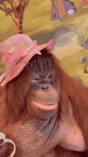 ☕️ orangutan, monyet, hewan, topi, teh, lucu whatsapp sticker