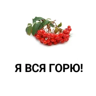 🗓 Я ВСЯ ГОРЮ! quả mọng đỏ, cây thanh lương trà, thiên nhiên, văn bản Nga whatsapp sticker