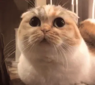 😻 gato, fofo, animal, animal de estimação, scottish fold, adorável telegram sticker