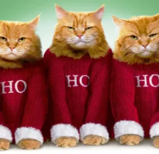 🤩 HO cat, christmas, holiday, sweater, cats, funny, cute telegram sticker