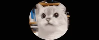 🙀 cat, pet, cute, animal, kitten telegram sticker