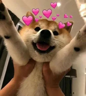 🌟 perro, shiba inu, corazón, amor, lindo, feliz whatsapp sticker