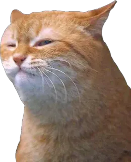 😑 Katze, Tier, Orange, Haustier, Meme telegram sticker
