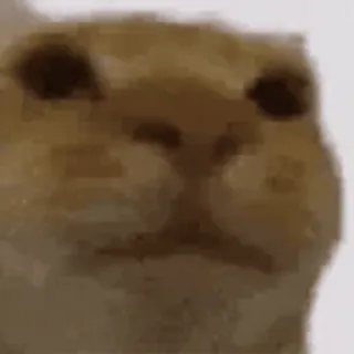 🤨 perro, meme, animal, lindo, mascota telegram sticker