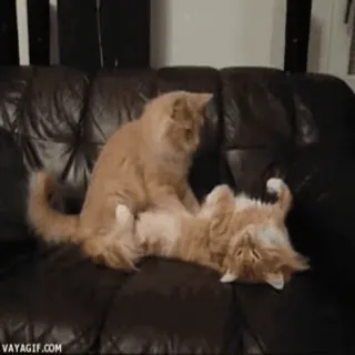 🤗 gato, gatos, brincalhão, sofá, animais, animais de estimação telegram sticker
