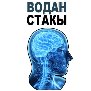 😊 ВОДАН СТАКЫ brain, mind, head, anatomy, russian text telegram sticker