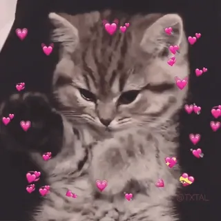 🏵 Katze, Kätzchen, Herzen, süß, Tier, Liebe telegram sticker