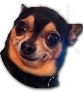 😦 dog, chihuahua, animal, pet telegram sticker
