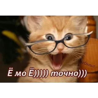 👆 Ё мо Ё))))) точно))) cat, glasses, russian, funny, meme, animal, cute telegram sticker