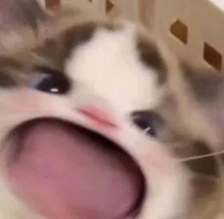 😃 猫, 吼叫, 动物, 梗, 宠物, 猫科动物 telegram sticker