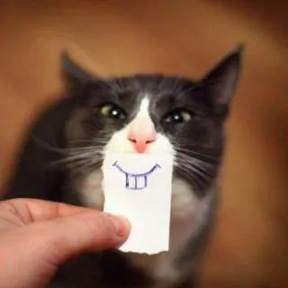 🤓 kucing, gambar, hewan, lucu, imut, humor telegram sticker