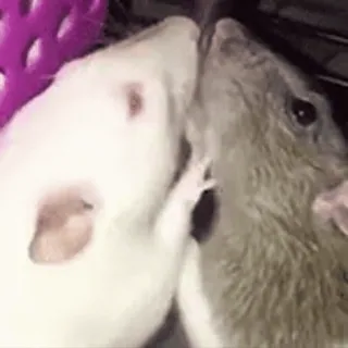 ❤ rato, roedor, animal, animal de estimação, fofo, rato branco, rato cinzento whatsapp sticker
