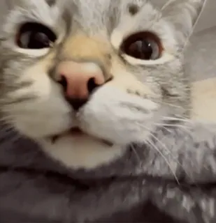 🤥 gato, animal, animal de estimação, felino, fofo, doméstico whatsapp sticker