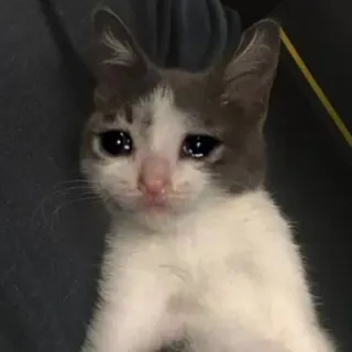 🥺 chat, pleure, triste, chaton, émotionnel, mème telegram sticker