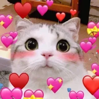 💖 gatto, cuori, amore, carino, animale, kawaii telegram sticker