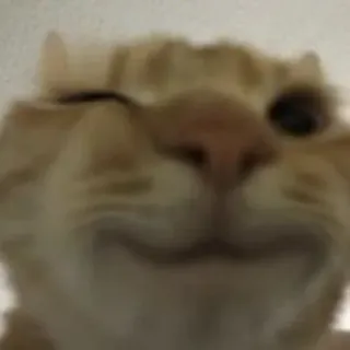 😉 chat, animal, animal de compagnie, mème, drôle, clin d'oeil, orange, mignon telegram sticker
