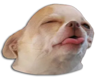 😝 chihuahua, dog, animal, pet, tongue telegram sticker
