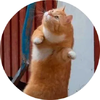 😄 chat, orange, animal, mignon, debout telegram sticker