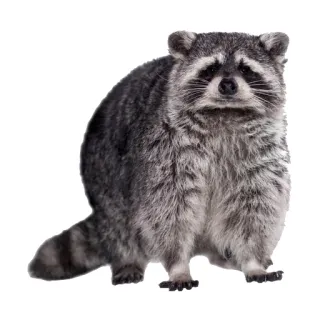 😐 mapache, animal, mamífero, fauna, naturaleza whatsapp sticker