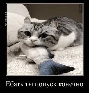 🤡 Ебать ты попуск конечно gato, gatinho, animal, engraçado, russo, ofensivo telegram sticker