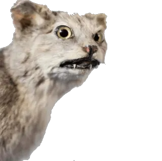 🐱 chat, taxidermie, animal, drôle, mème whatsapp sticker