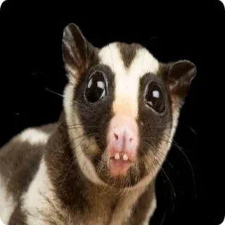 🐿 petauro del azúcar, animal, mamífero, lindo, mascota, fauna telegram sticker