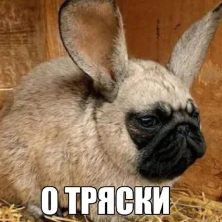🤩 О тряски dog, rabbit, hybrid, animal, meme telegram sticker