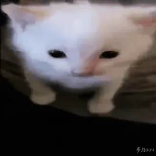💥 Двач kitten, cat, white, cute, animal whatsapp sticker