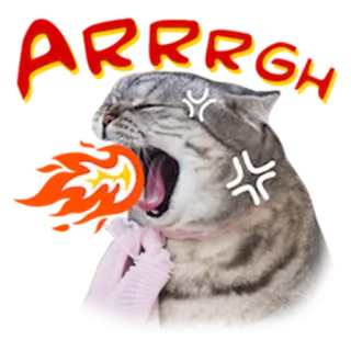 😡 ARRRGH Katze, wütend, gähnen, Meme, lustig, ARRRGH telegram sticker