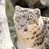 😝