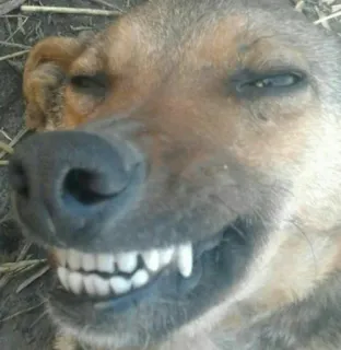 🤨 dog, teeth, animal, grin, pet, funny telegram sticker