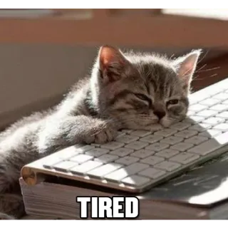 😞 TIRED gato, gatito, cansado, teclado, durmiendo telegram sticker