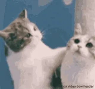 🐱 cat, cats, kitten, animals, cute, funny telegram sticker