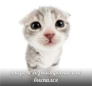 😢 я короче без настроение и не выспался cat, kitten, sad, cute, animal telegram sticker