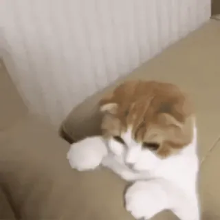 🌟 кот, милый, домашнее животное, животное, котенок, смешной, игривый whatsapp sticker
