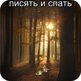 😴 писать и спать 猫, 森, 睡眠, おしっこ telegram sticker