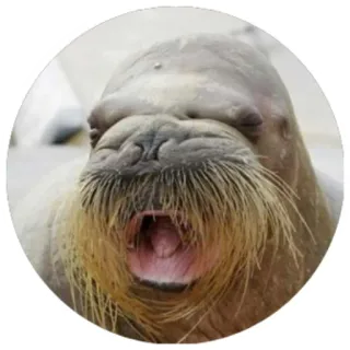 Моржи(@alp_stickers) telegram stickers