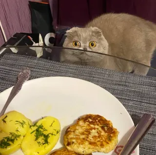 🍽 gato, comida, cena, almuerzo, patatas, chuleta, animal telegram sticker
