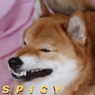 🌶 SPICY chien, shiba inu, mème, épicé, drôle, animal telegram sticker