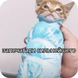 🐱 запечатали сильнейшего telegram sticker