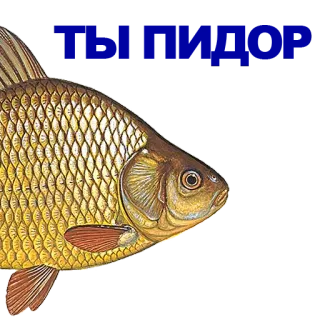 🐠 poisson, animal, mer, rivière whatsapp sticker