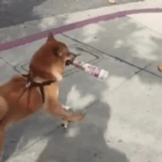 🐕 Hund, Shiba Inu, Flasche, Tier telegram sticker