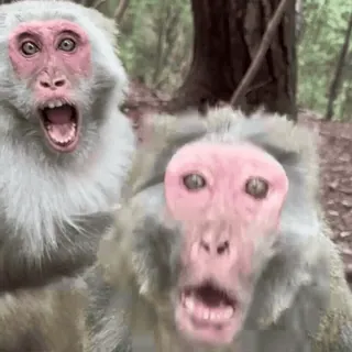 ๐ง monyet, satwa liar, hutan, hewan, alam whatsapp sticker
