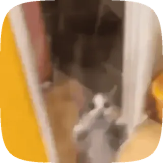 👀 gato, animal, lindo, gracioso, meme whatsapp sticker
