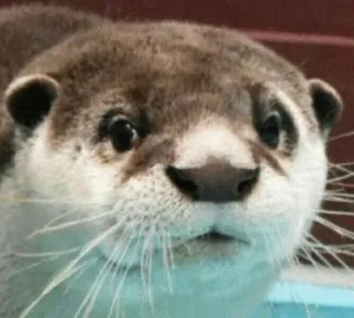 😕 otter, animal, cute, mammal, wildlife, sea otter, aquatic telegram sticker